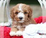 Small #2 Cavapoo