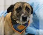 OAKY POKEY - Male German Shepherd Dog-Unknown Mix Dog for Adoption - Small photo