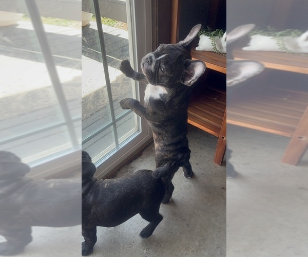 Medium Photo #3 French Bulldog Puppy For Sale in YORKTOWN, IN, USA