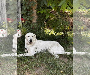 Labrador Retriever-Unknown Mix Dogs for adoption in Rockaway, NJ, USA