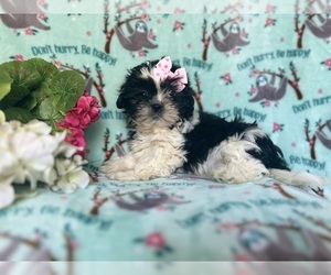 Zuchon Puppy for sale in LAKELAND, FL, USA