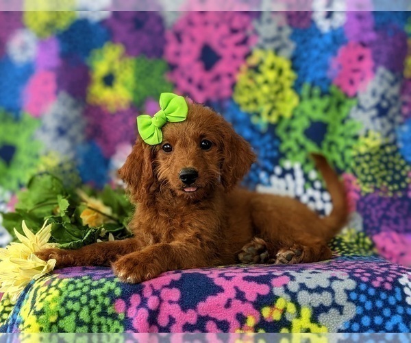 Medium Photo #5 Goldendoodle (Miniature) Puppy For Sale in GLEN ROCK, PA, USA