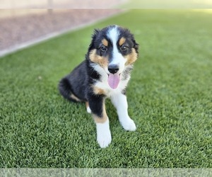 Australian Shepherd Puppy for sale in PHOENIX, AZ, USA