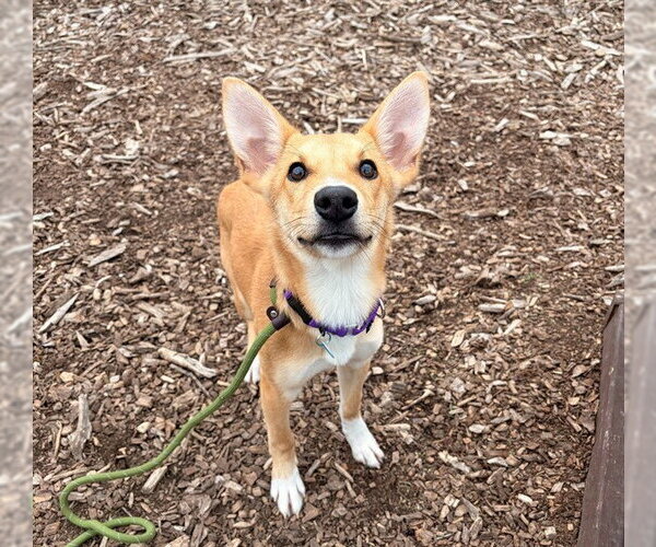 Medium Photo #1 Labrador Retriever-Unknown Mix Puppy For Sale in Waterford, VA, USA
