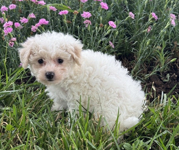 Medium Photo #2 Bichpoo Puppy For Sale in CANOGA, NY, USA