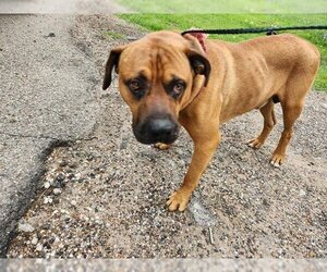 Staffordshire Bull Terrier-Unknown Mix Dogs for adoption in Houston, TX, USA