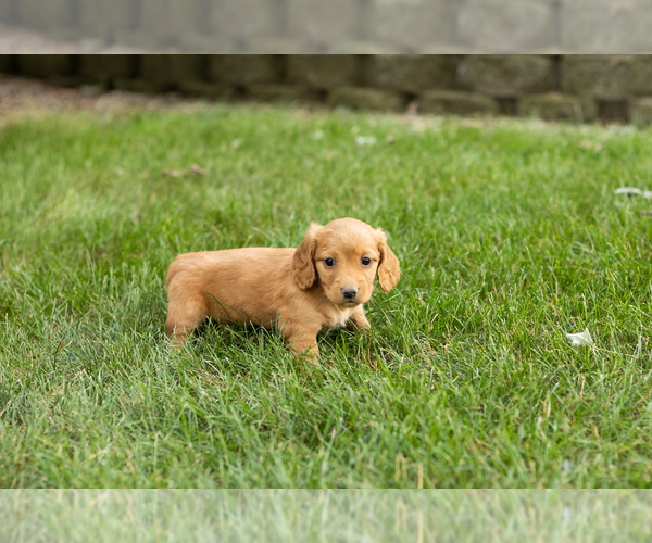 Medium Photo #1 Dachshund Puppy For Sale in MILFORD, IN, USA