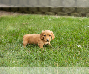 Dachshund Puppy for Sale in MILFORD, Indiana USA