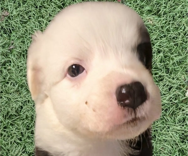 Medium Photo #49 Australian Shepherd Puppy For Sale in SYLVA, NC, USA
