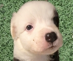 Puppy George W Australian Shepherd