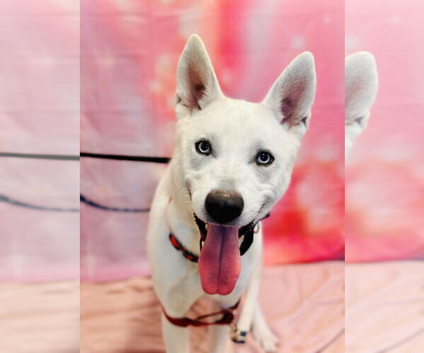 Medium Photo #2 Siberian Husky Puppy For Sale in Jackson , NJ, USA