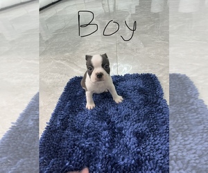 Boston Terrier Puppy for sale in TAMPA, FL, USA