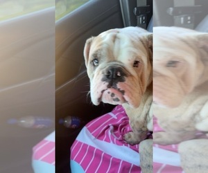 English Bulldog Puppy for sale in AUTRYVILLE, NC, USA