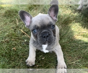French Bulldog Puppy for sale in TRACYS LANDING, MD, USA