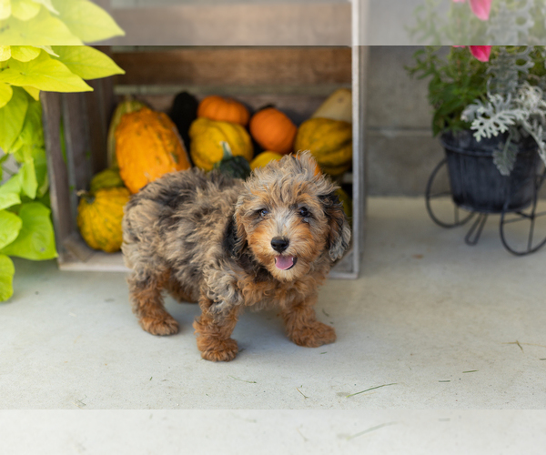 Medium Photo #19 Poodle (Miniature) Puppy For Sale in MILFORD, IN, USA