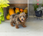 Small #3 Poodle (Miniature)