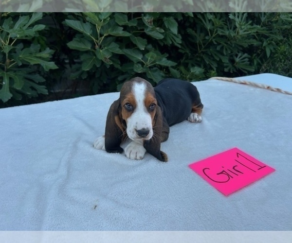 Medium Photo #5 Basset Hound Puppy For Sale in NEW BOSTON, TX, USA