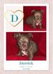 Small Photo #2 ShiChi Puppy For Sale in YOUNGSVILLE, NC, USA