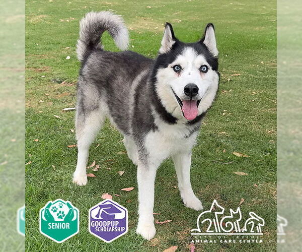Medium Photo #2 Siberian Husky Puppy For Sale in Irvine, CA, USA