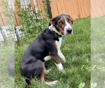Small #23 American Pit Bull Terrier Mix