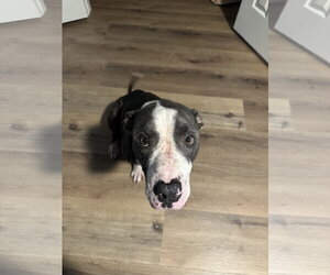 Willow Rue - Female Staffordshire Bull Terrier-Unknown Mix Dog for Adoption - Photo #2