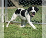 IRENE - Female English Springer Spaniel-Unknown Mix Dog for Adoption - Small photo