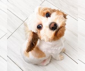 Mother of the Alaskan Husky-Cock-A-Poo Mix puppies born on 09/10/2026