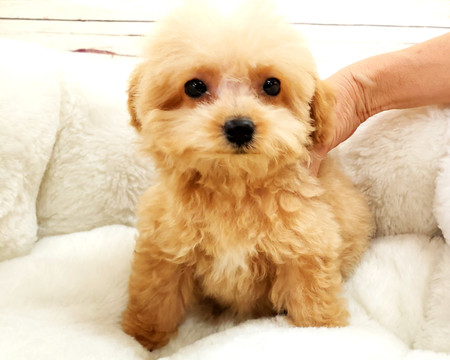 Medium Photo #1 Poodle (Miniature) Puppy For Sale in LA MIRADA, CA, USA