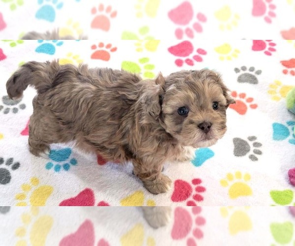 Medium Photo #10 ShihPoo Puppy For Sale in ORO VALLEY, AZ, USA