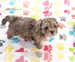 Small #9 ShihPoo