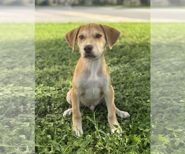 Medium Photo #6 Labrador Retriever-Unknown Mix Puppy For Sale in Sanford, FL, USA