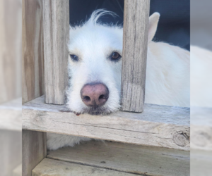 Polar - Male Mutt Dog for Adoption - Photo #17