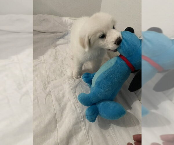 Medium Photo #14 Great Pyrenees Puppy For Sale in Spring, TX, USA