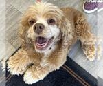 Small #1 Cocker Spaniel