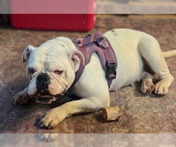 Medium Photo #4 Bulldog Puppy For Sale in St. Louis Park, MN, USA
