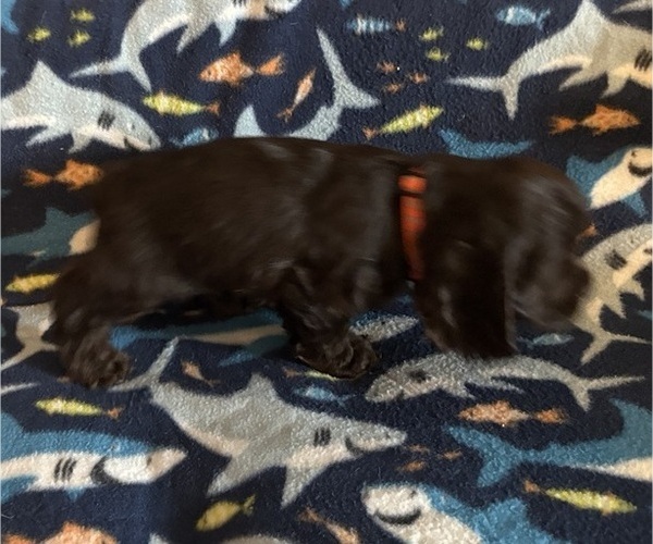 Medium Photo #39 Cocker Spaniel Puppy For Sale in COLBERT, GA, USA