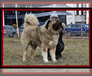 Father of the Caucasian Shepherd Dog puppies born on 10/01/2021