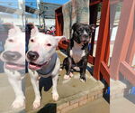 Small #2 American Pit Bull Terrier Mix