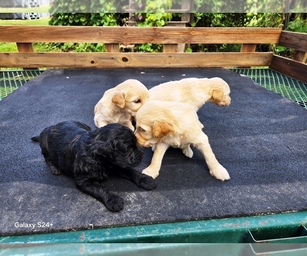 Medium Photo #2 Goldendoodle Puppy For Sale in LEON, KS, USA