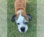 Small #3 Boxer