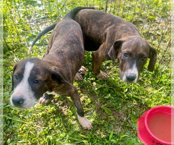 Medium Photo #4 Mutt Puppy For Sale in Candler, NC, USA