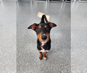 Blair Adoption Pending! - Female Doberman Pinscher-Unknown Mix Dog for Adoption - Photo #48