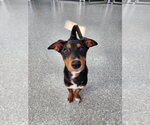 Small Photo #48 Doberman Pinscher-Unknown Mix Puppy For Sale in Buffalo, MN, USA