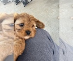 Small #22 Cavapoo (Miniature)
