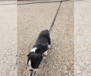 Boston Terrier Puppy for sale in WILLIAMSBURG, MO, USA