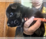 Small #3 German Shepherd Dog