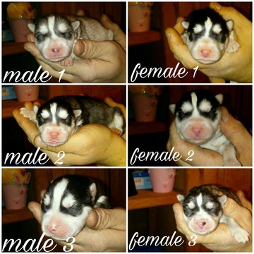 Medium Photo #1 Siberian Husky Puppy For Sale in SEMINOLE, OK, USA
