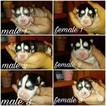Small Photo #1 Siberian Husky Puppy For Sale in SEMINOLE, OK, USA