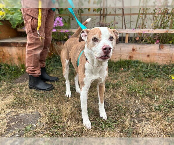 Medium Photo #1 Mutt Puppy For Sale in McKinleyville, CA, USA