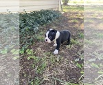 Small #9 Boston Terrier